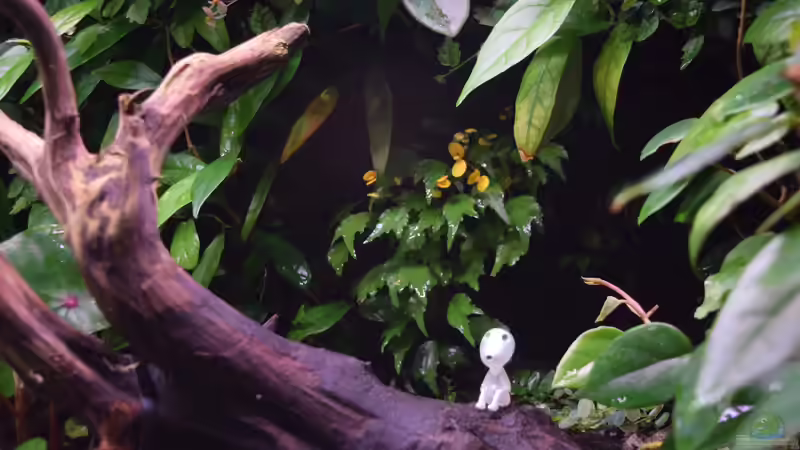 Terrarium Von Asseln und Tausendfüsslern von Junglist (5)