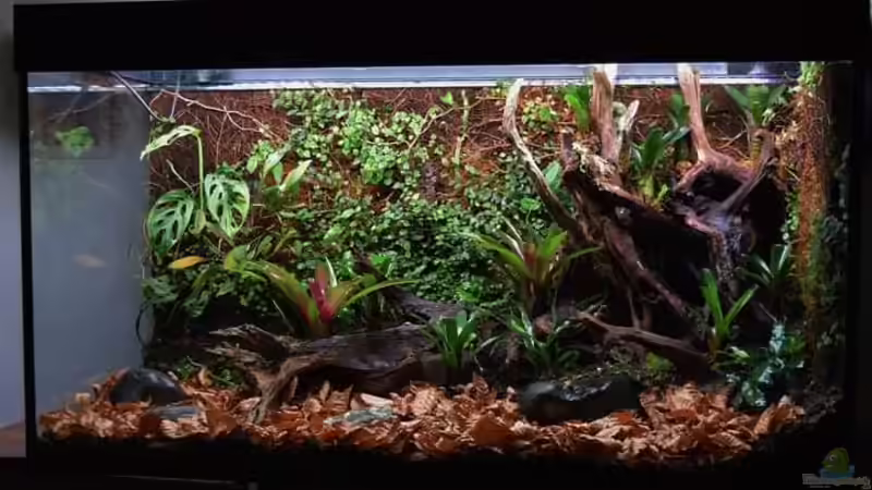 Terrarium Von Asseln und Tausendfüsslern von Junglist (9)