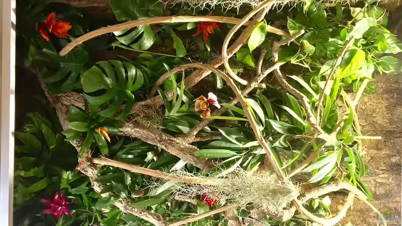 Terrarium von Vorne  von ???FloH??? (2)