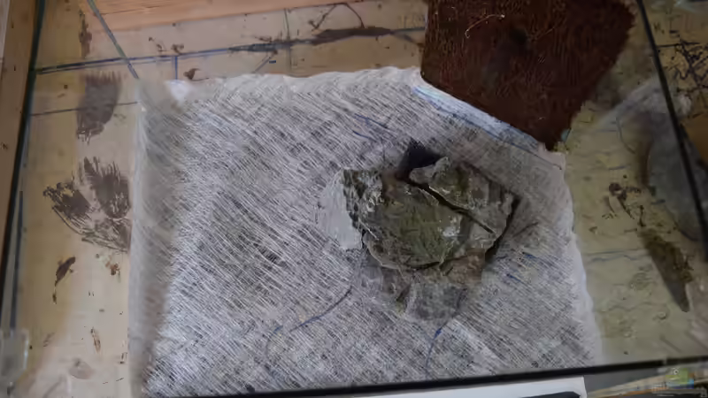 Terrarium Wasserfall Paludarium von Junglist (7)