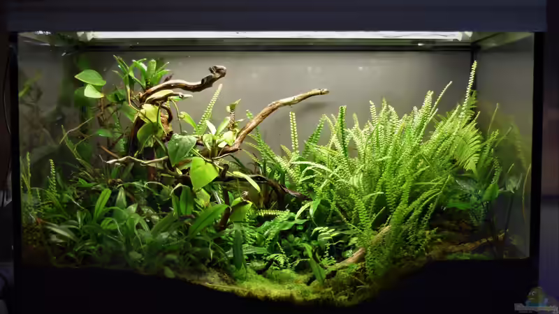 Terrarium Yggdrasil von Junglist (11)
