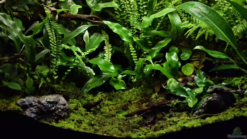 Terrarium Yggdrasil von Junglist (16)