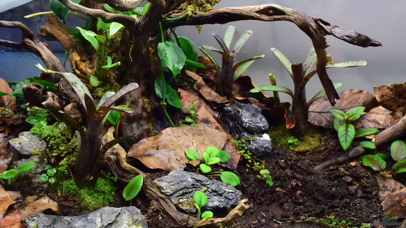 Terrarium Yggdrasil von Junglist (3)