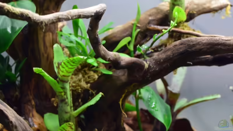 Terrarium Yggdrasil von Junglist (4)