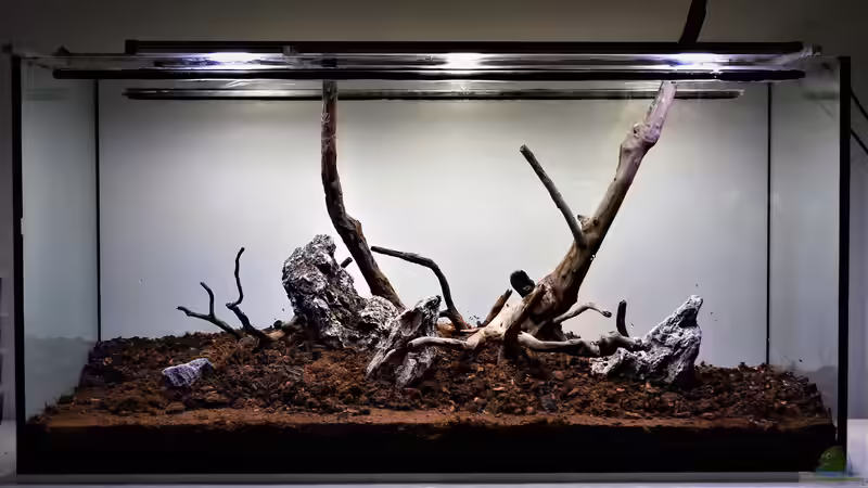 Terrarium ZEN von Junglist (4)