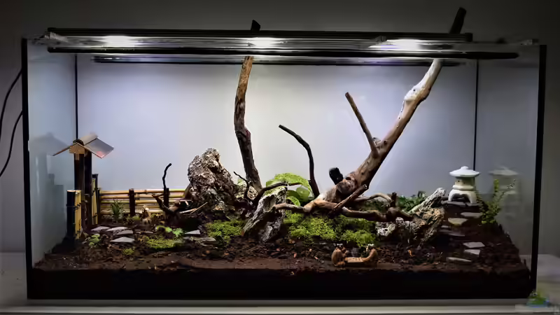 Terrarium ZEN von Junglist (5)