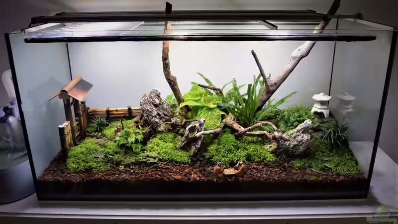 Terrarium ZEN von Junglist (6)