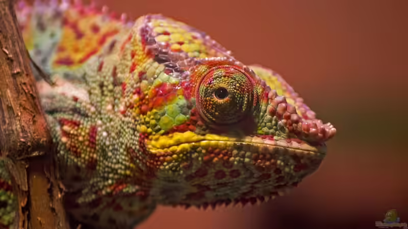 Terrariumtiere aus den afrikanischen Regenwäldern - faszinierende Bewohner für dein exotisches Tropenterrarium