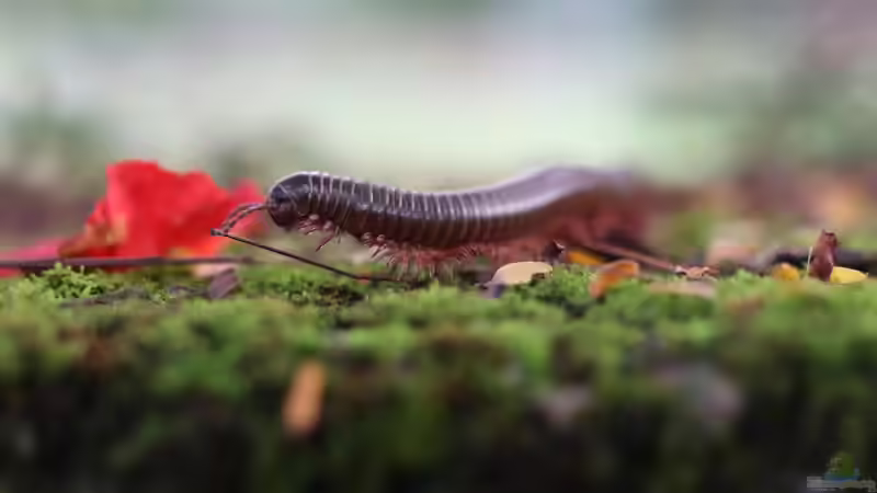 Terrariumtiere aus den afrikanischen Regenwäldern - faszinierende Bewohner für dein exotisches Tropenterrarium