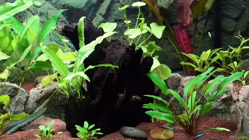 Terrasse / Juwel Terrace Cliff Dark A+B (inzwischen nur noch eine Terrasse im Becken) von Dirk F. (31)