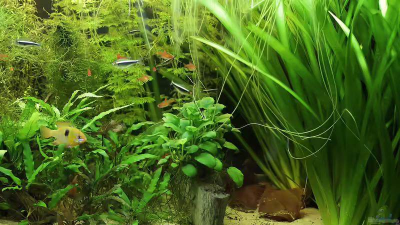 Terrasse mit Seemandelbaumblättern von INGE (6)