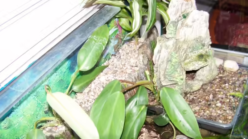 Terrasse nach Bau von Nicky (5)