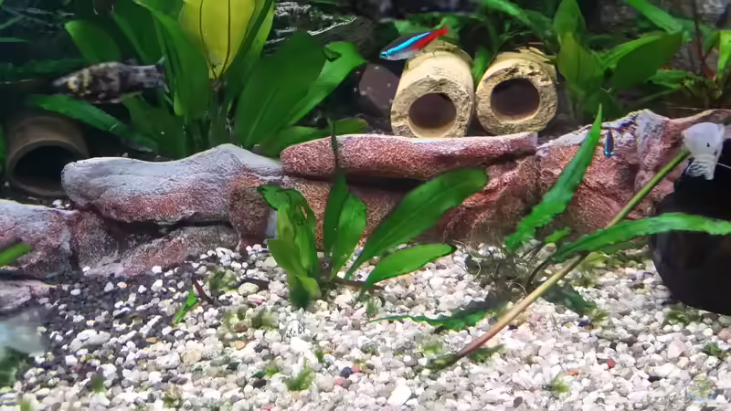 Terrasse und Welsröhren von Steffen und Felix (28)