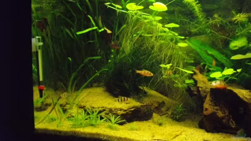 Terrasse von Caricciola (14)