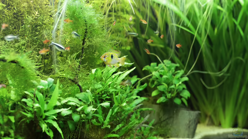 Terrasse von INGE (7)