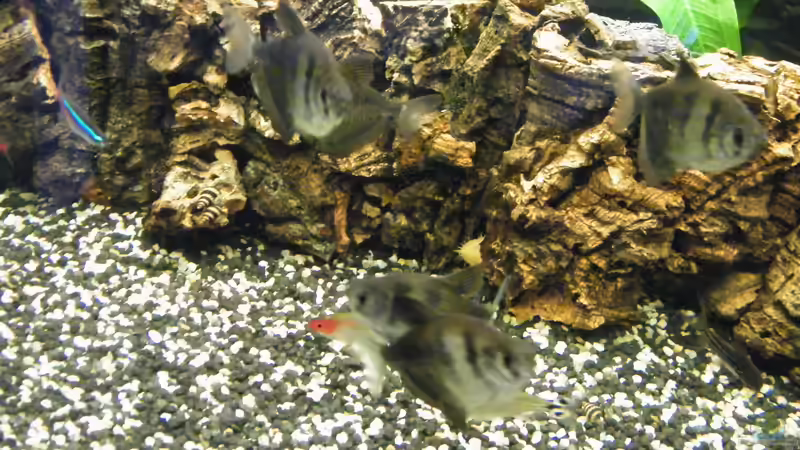 Terrasse von loco81 (6)