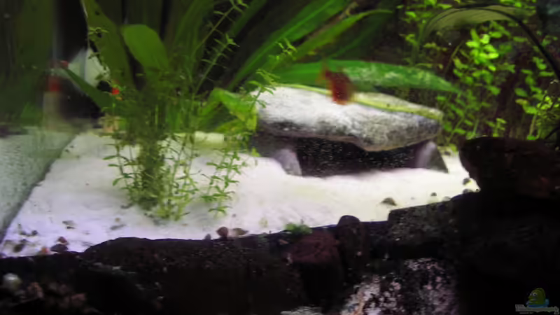 Terrasse von Südamerikafreak BK (7)