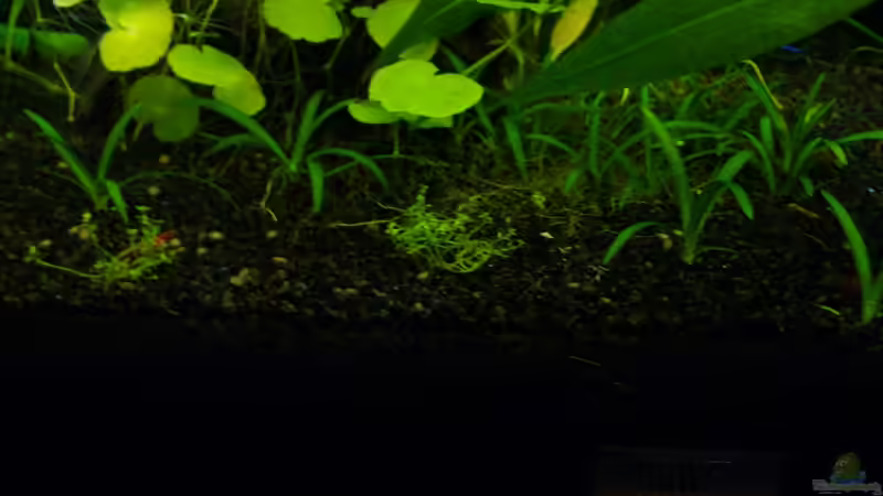 Test mit ´Kuba-Gras´  von CommanderKeen (7)