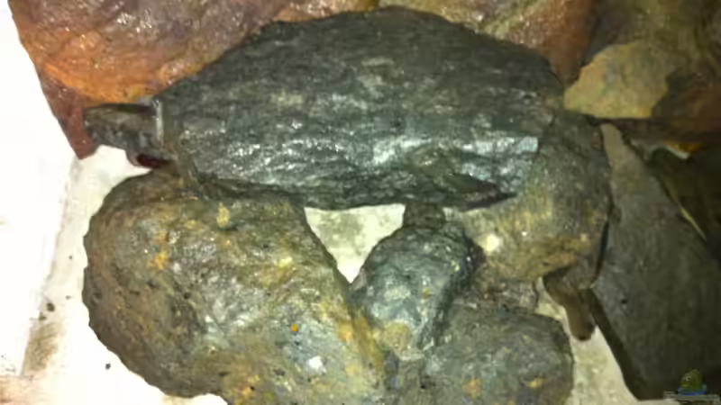 Test trocken 3 von Sunny73 (25)