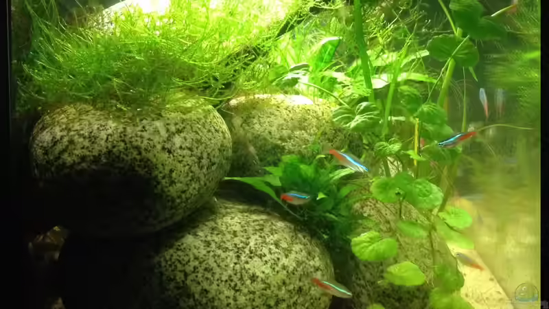 Testbecken linke Seite von ultraviolet (2)