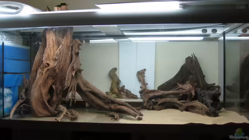 Tests mit den Mangroven. Der Stamm rechts wurde am Ende aufgestellt und verbirgt von Rheinländer (27)