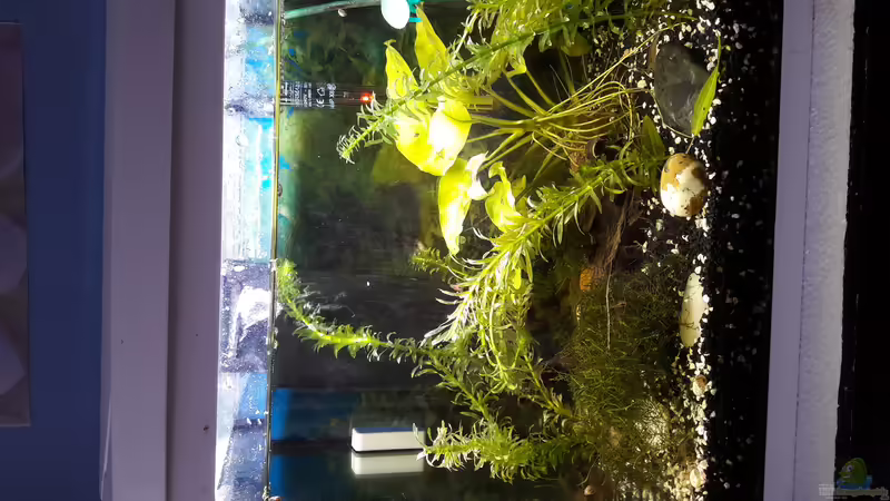 Tetra von Zuckermaus (1)