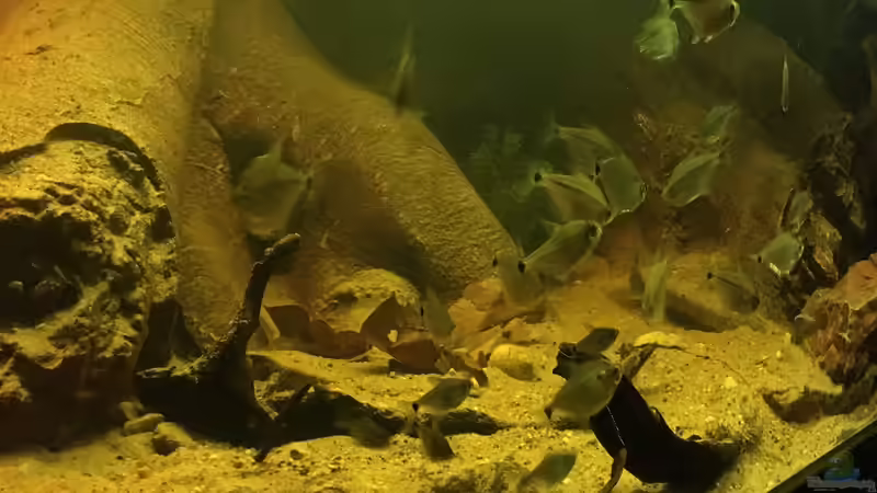 Tetragonopterus chalseus von Hedylein (14)