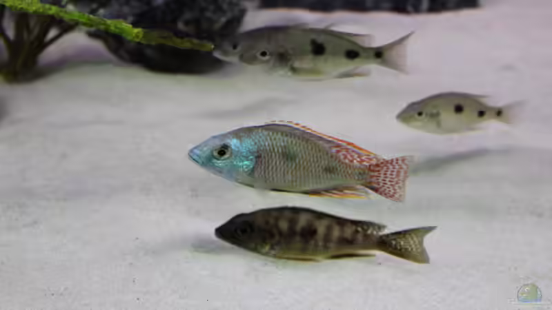 Tetrastigma 1/2, vorne 0/1 Oto. black orange dorsal von Vision112 (39)