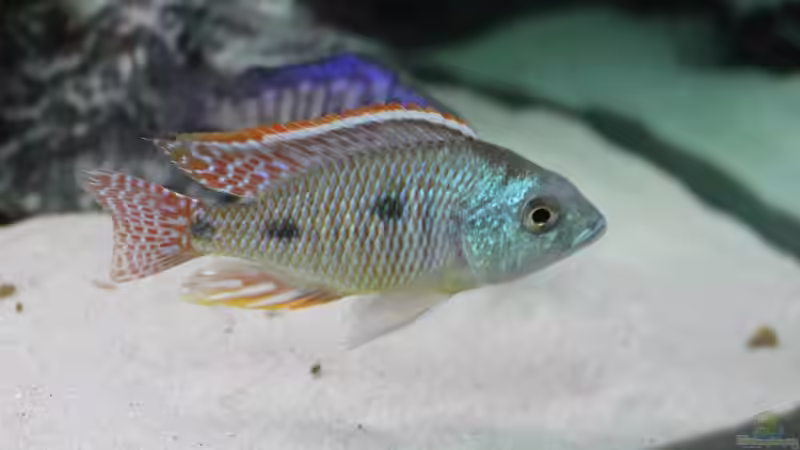 Tetrastigma Kerl von Vision112 (31)