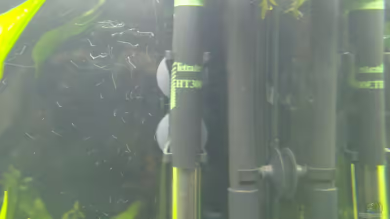 tetratec 300 heizstab von Steve Gerecke (13)