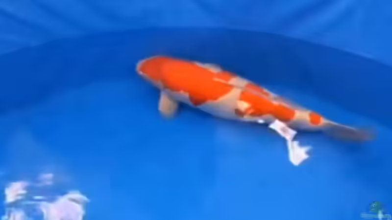 Teuerster Koi-Karpfen - Wie ein einziger Fisch zur Legende wurde