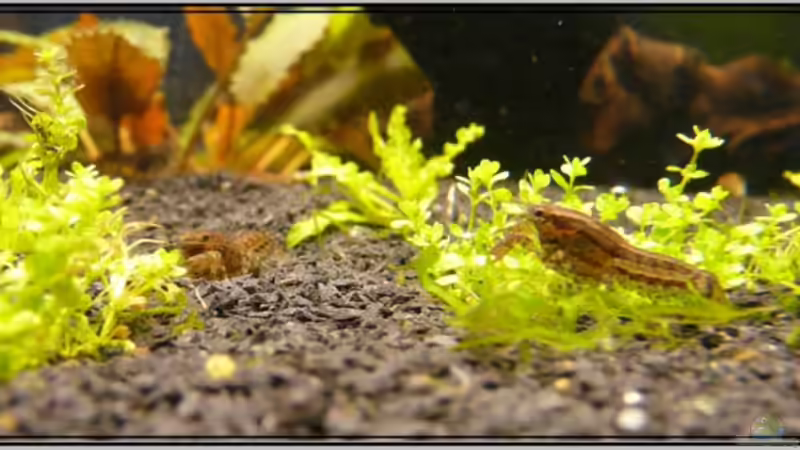 Texanus Nachwuchs von Leinad78 (13)