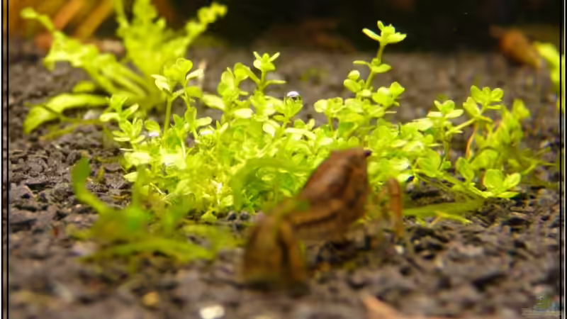 Texanus Nachwuchs vorm Perlkraut von Leinad78 (12)