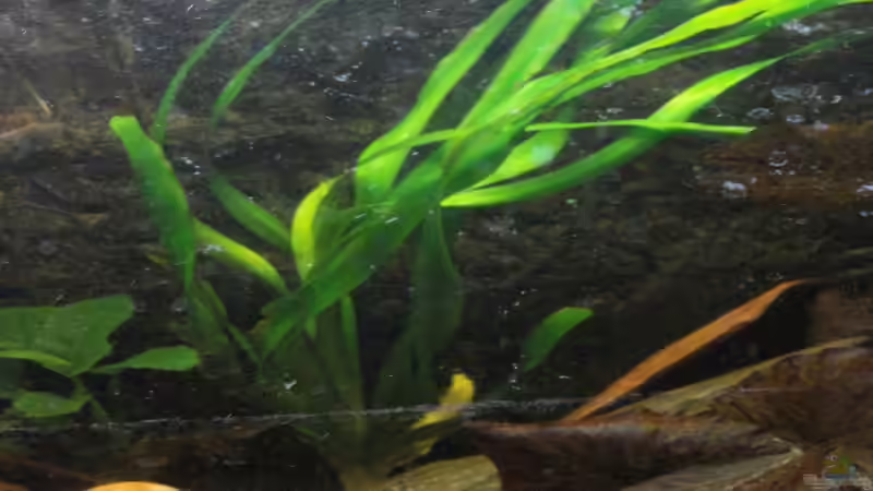 Thailädische Hakenlilie von Alexander Beutner (6)