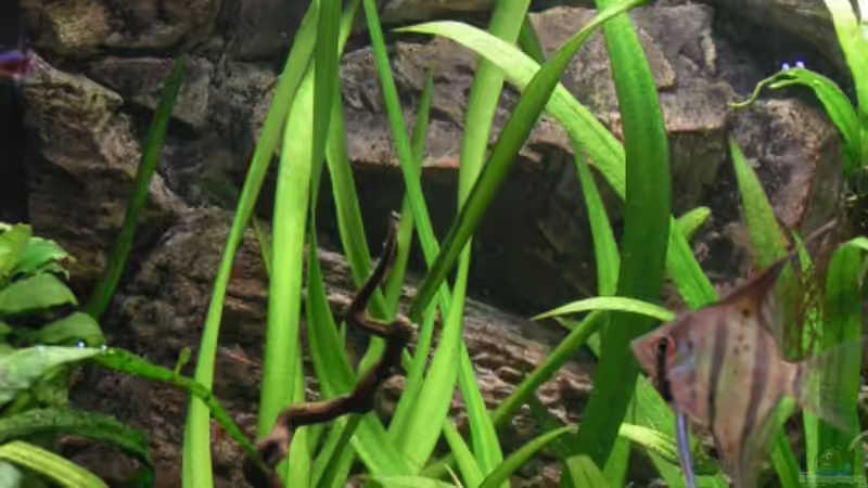 Thailand Wasserlilie  von Heiko Schneider (12)