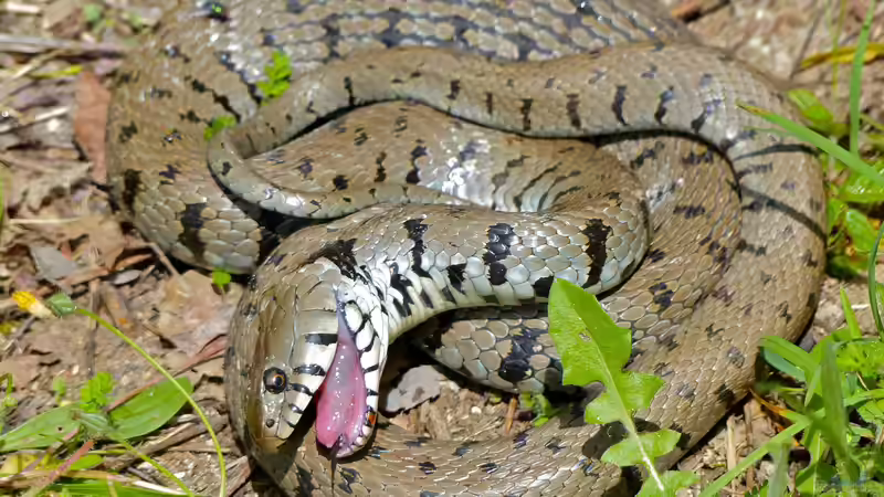 Thanatose bei Tieren im Garten - Wenn sich Tiere tot stellen und warum sie das tun