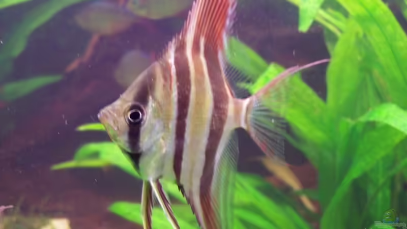 that`s it! (28.12.07) von Richard Gärtner (26)