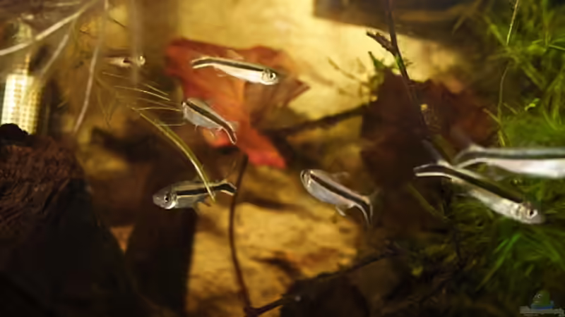 Aquarien mit Thayeria boehlkei (Schrägschwimmer)