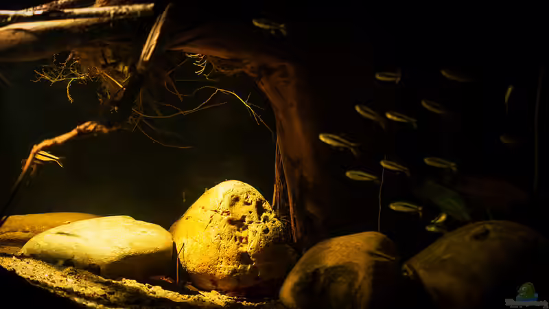 Thayeria boehlkei in der Gruppe ... von AjakAndi (3)