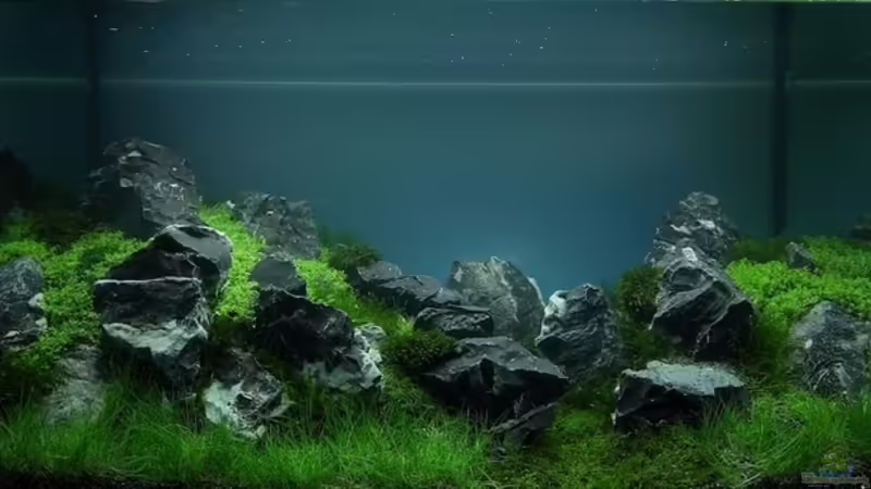 The art of the plandet aquarium 2013 von Marcel Reiter (1)