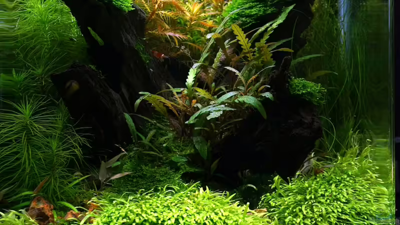 The Art of the Planted Aquarium 1.Platz 2012 von Tim