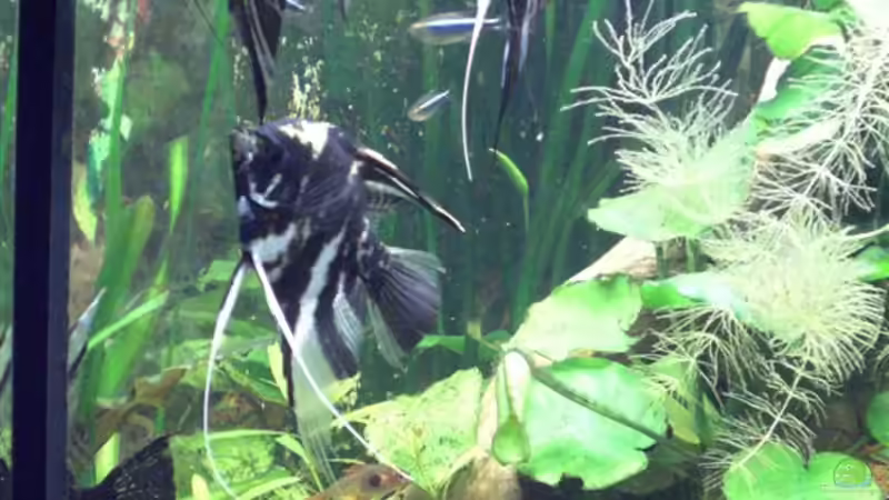 The big four von ChrisW (7)