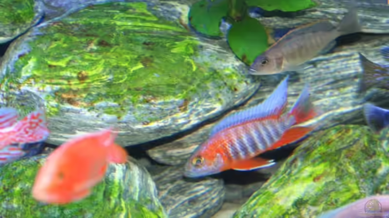 The Boss - Aulonocara jcobfreibergi cape maclear von Klaus Fischer (23)