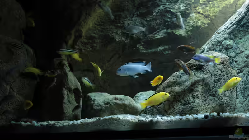 The Bunch ;) von TheToxicAvenger (57)