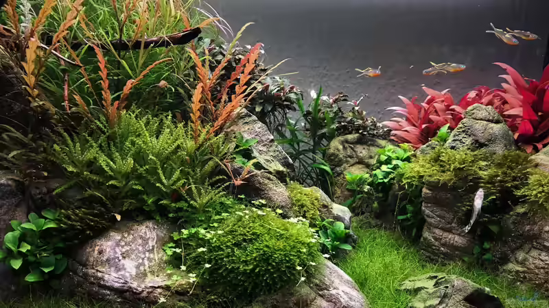 The Canyon von Der Nicky (1)