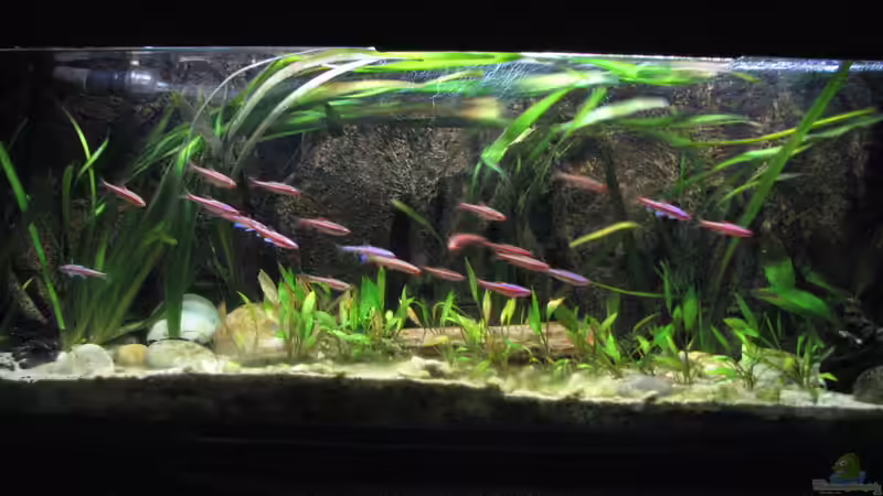 The Coosa River von Bämbel (1)