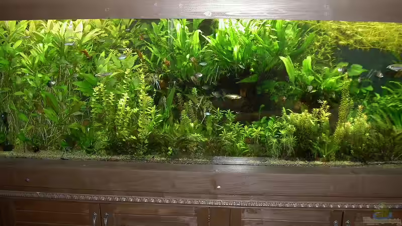 The green Hell !!!!!! von Blauaugen (1)