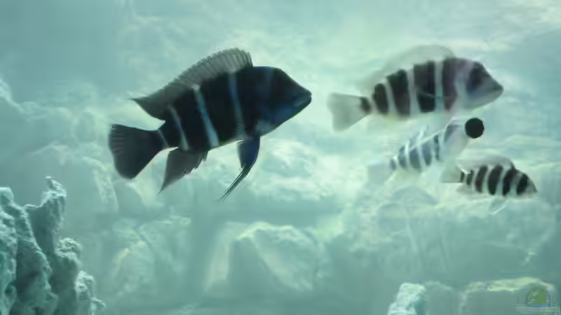 the king von eisbrecher (14)