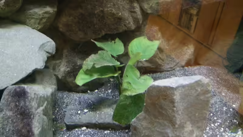The last plant standing, die letzte Anubias die noch nicht ganz zerpflückt wurde von Wasserfest ;-) (11)