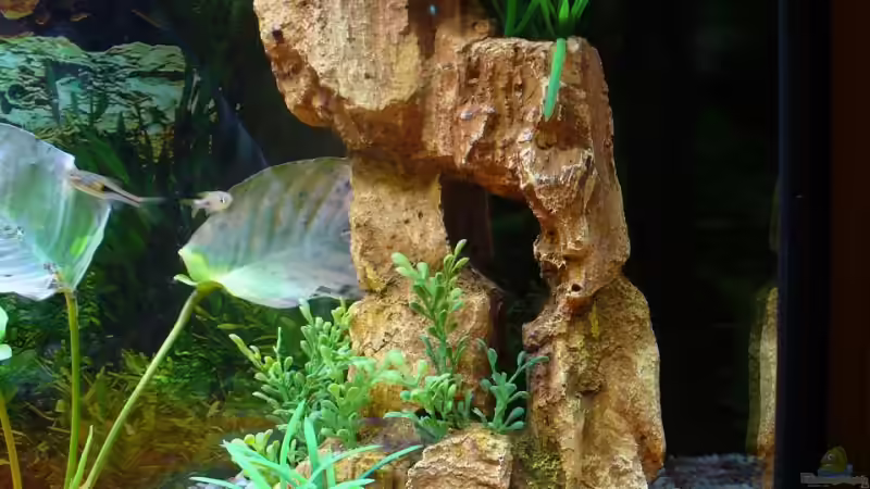 the Rock von Kleene69 (13)